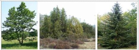 Alder Juniper dan Spruce, pohon-pohon konifer yang tumbuh di bioma taiga