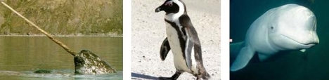 Narwhal - Penguin - Paus Beluga