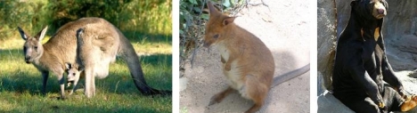 Kanguru - Walaby - Beruang Madu