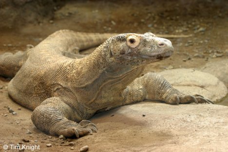 Komodo - Reptil raksasa asli Indonesia yang merupakan hewan endemik yang hanya terdapat di pulau Komodo dan pulau-pulau kecil disekitarnya