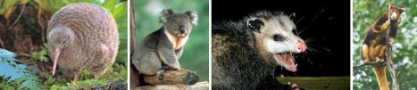Kiwi - Koala - Oposum Layang (pemanjat berkantung) - Kangguru Pohon
