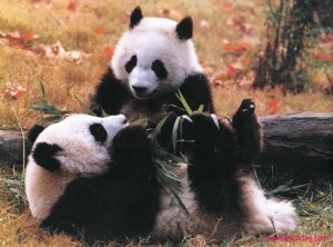 Beruang Panda - hewan endemik wilayah Paleartik yang hanya ada di Cina