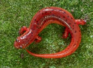 Salamander Pseudotriton - hidup di rerumputan