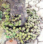 Langsei (Ficus minahasae)