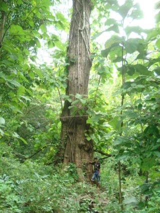 Pohon Jati - Tumbuhan Khas wilayah hutan musim tropis