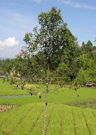 Pohon Kayu Manis