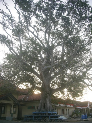 Pohon Kenari