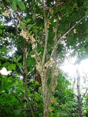 Pohon Duku