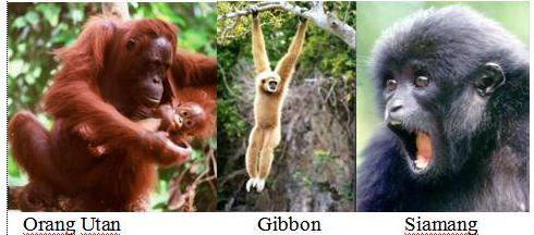 orang-utan-gibbon-siamang