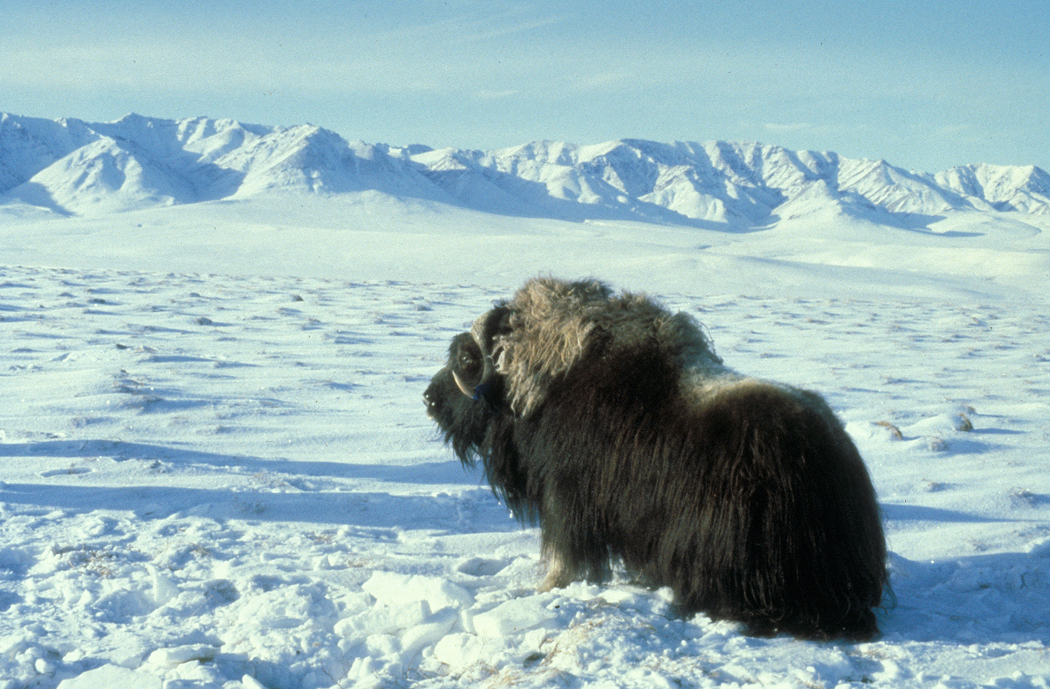 Muskox - mamalia darat berbulu lebat di bioma Tundra