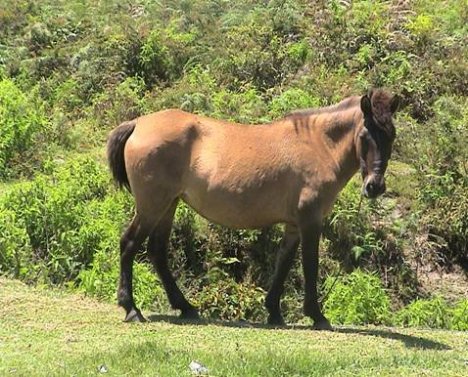 Kuda Sumba - kuda liar di pulau Sumba