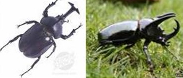 Kumbang Badak (kumbang Jawa)