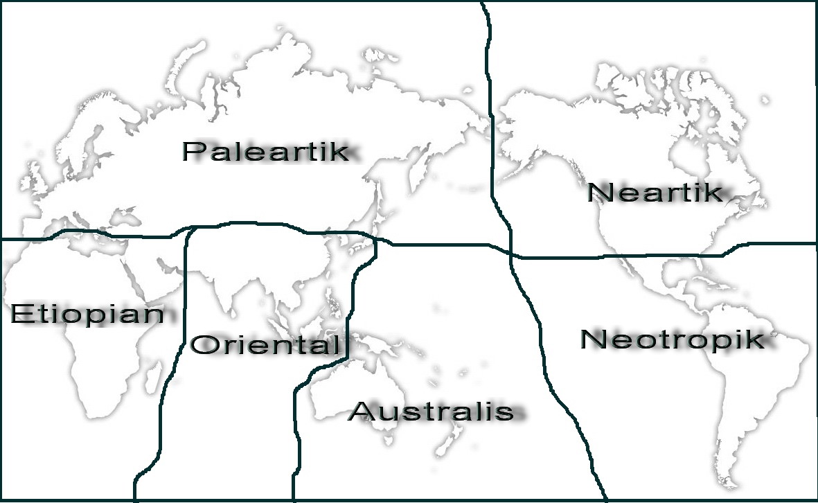 Hasil gambar untuk peta persebaran fauna