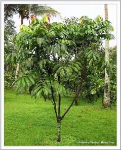 Matoa Pinnata - Pohon khas daerah Papua